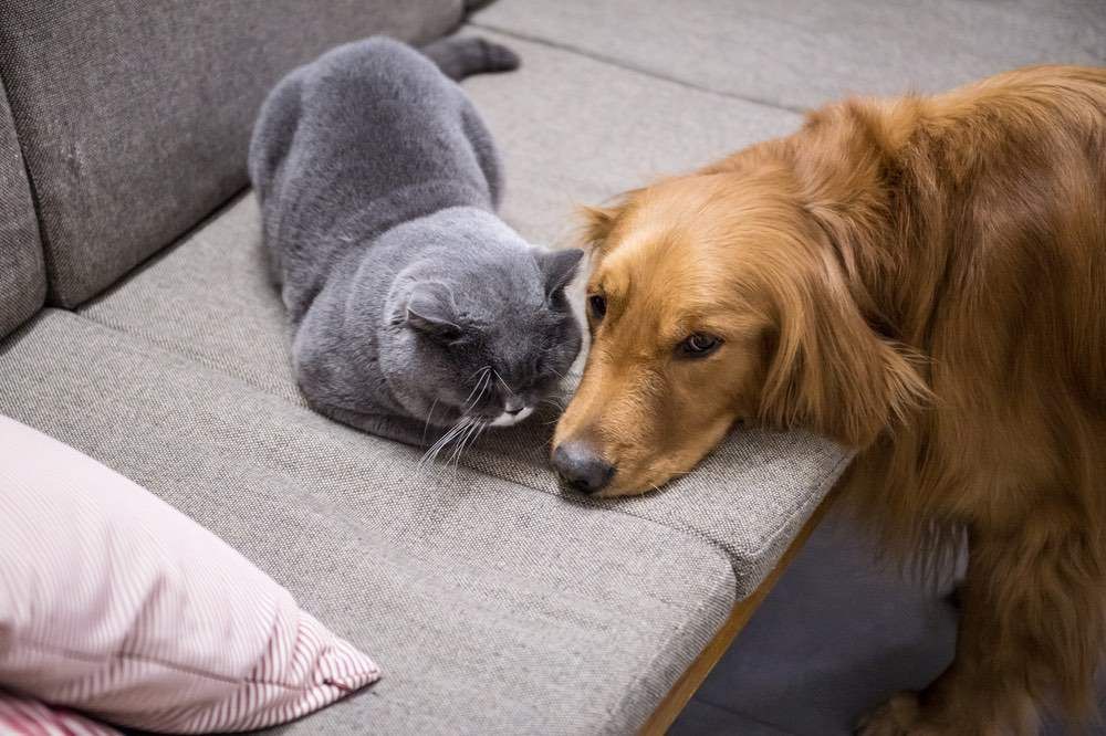 A Dog And A Cat Sitting Together On A Couch