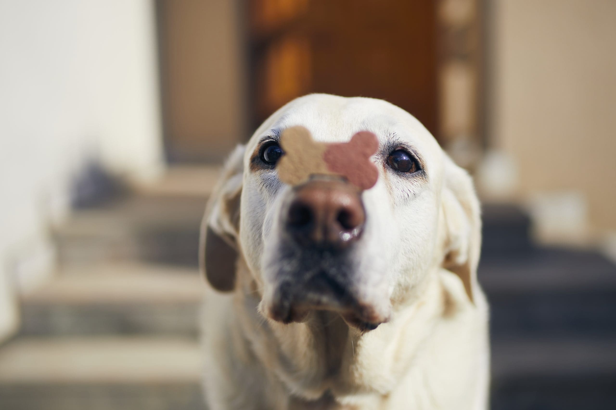 labrador retriever is playing with treat