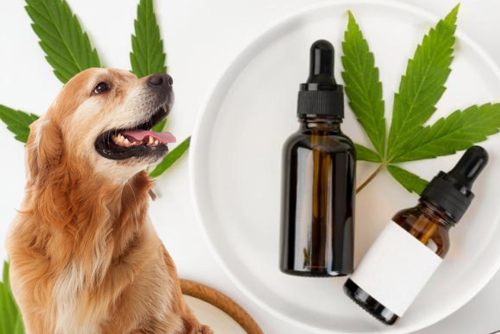 CBD for Dogs: Are CBD Treats the Key to a Happier, Healthier Pet?