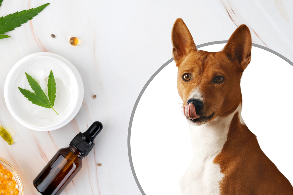 Is Ananda Pets Hemp Extract the Best CBD Oil for Pets in 2025?